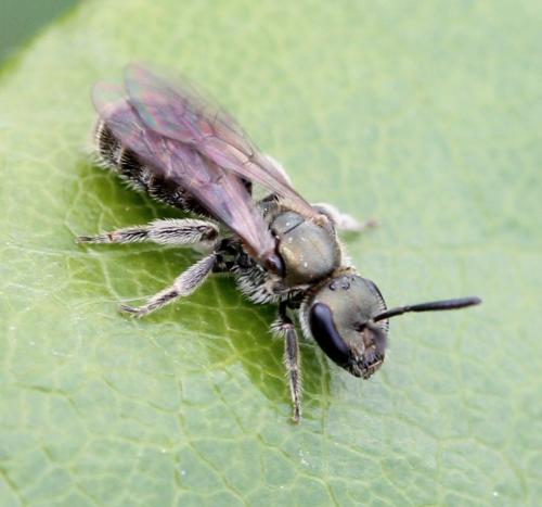 Réf. 118 618 : Lasioglossum sp.