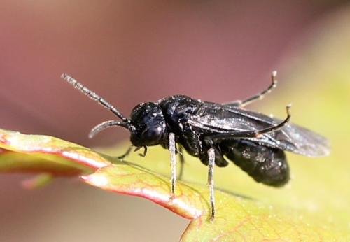 Réf. 118 744 : Caliroinae inconnu