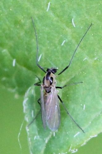 Réf. 118 659 : Orthocladiinae inconnu