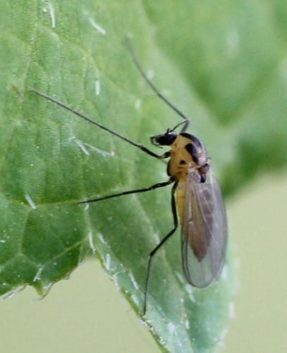 Réf. 118 660 : Orthocladiinae inconnu