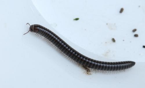 Cylindroiulus caeruleocinctus