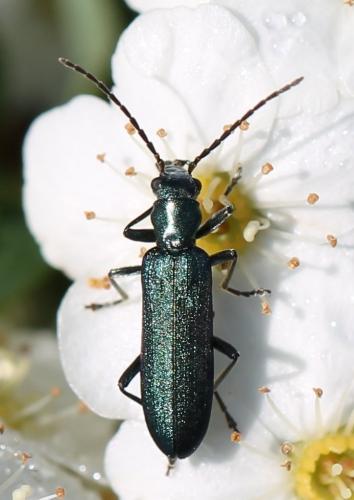 Ischnomera sp.