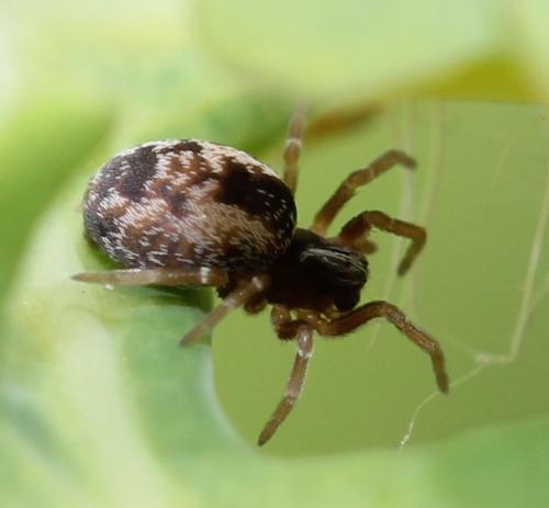 Réf. 118 851 : Dictyna sp.