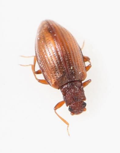 Réf. 118 567 : Stephostethus lardarius