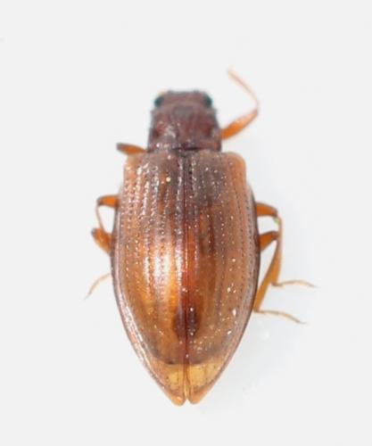 Réf. 118 568 : Stephostethus lardarius