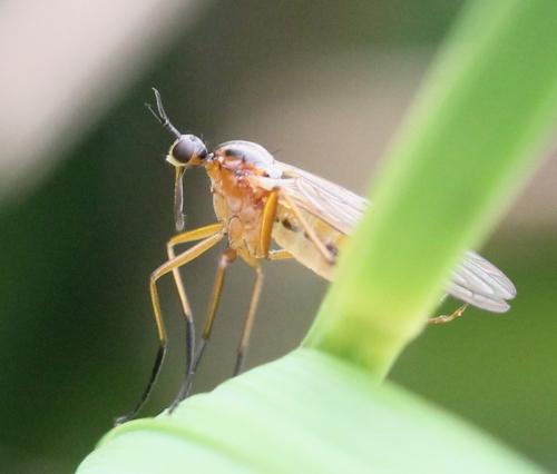 Réf. 118 581 : Empis trigramma