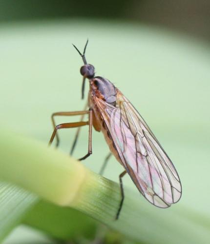 Réf. 118 582 : Empis trigramma
