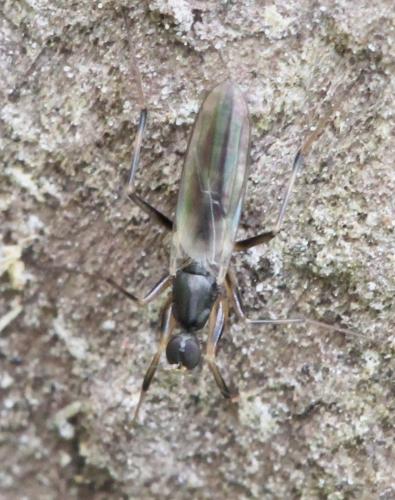 Réf. 118 841 : Tachypeza sp.