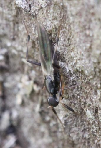 Réf. 118 839 : Tachypeza sp.