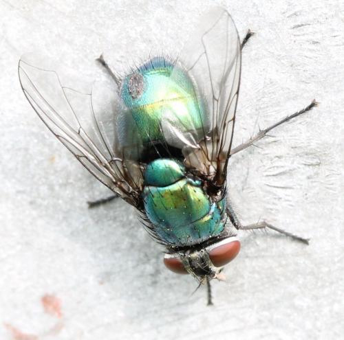 Réf. 118 863 : Lucilia ampullacea