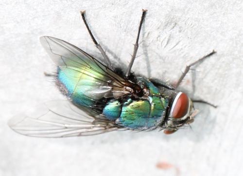 Réf. 118 864 : Lucilia ampullacea