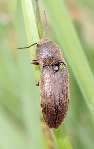 Réf. 118 562 : Agriotes obscurus