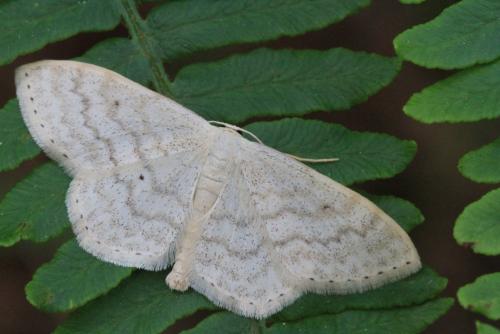 Réf. 118 814 : Scopula floslactata