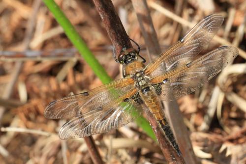 Libellula quadrimaculata