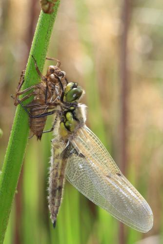 Libellula quadrimaculata