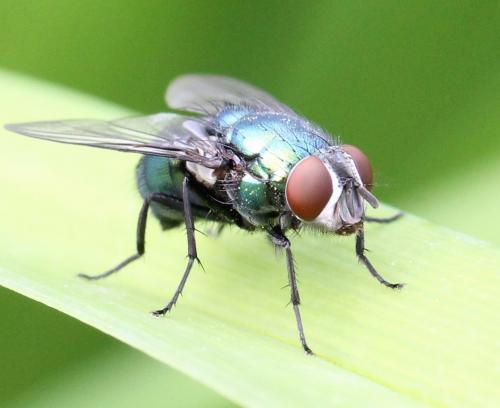 Réf. 118 630 : Lucilia ampullacea