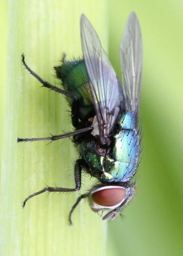 Réf. 118 631 : Lucilia ampullacea