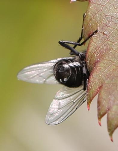 Morellia sp.