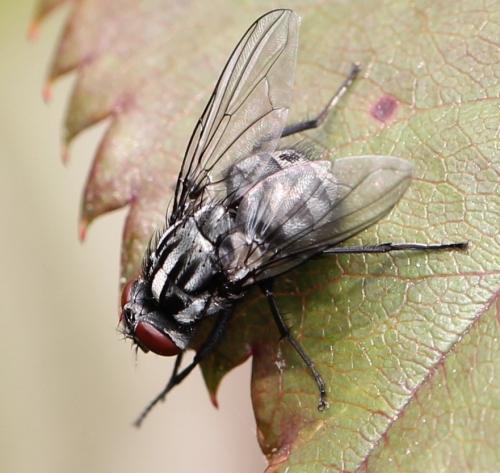 Morellia sp.