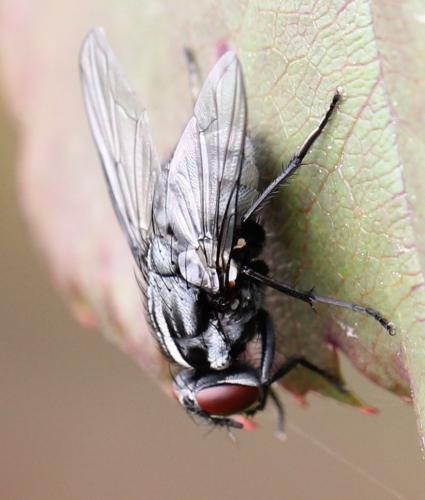 Morellia sp.