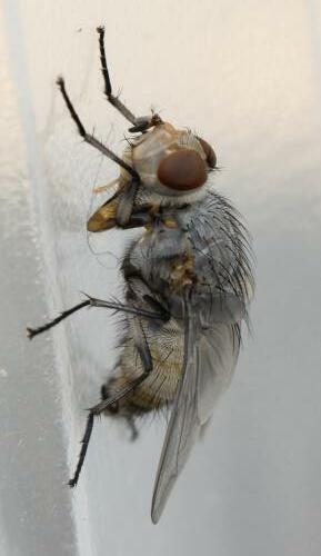 Calliphora vicina