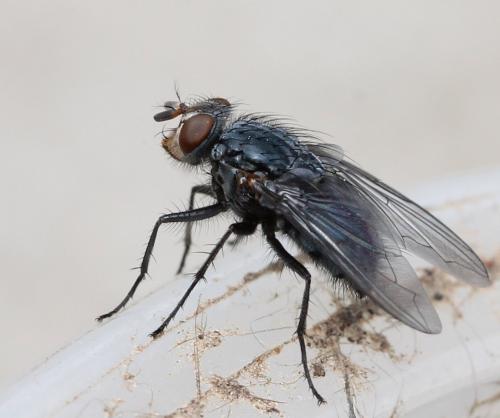 Calliphora vicina