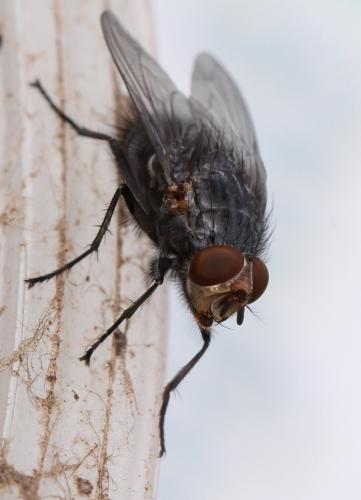 Réf. 118 973 : Calliphora vicina