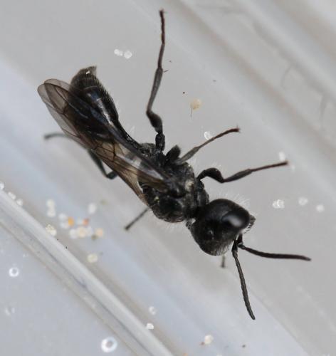 Pemphredon sp.