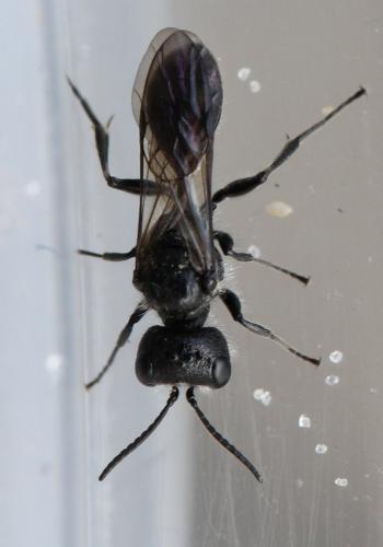 Pemphredon sp.