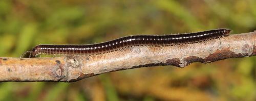 Réf. 118 507 : Leptoiulus piceus