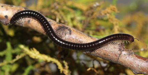 Réf. 118 508 : Leptoiulus piceus