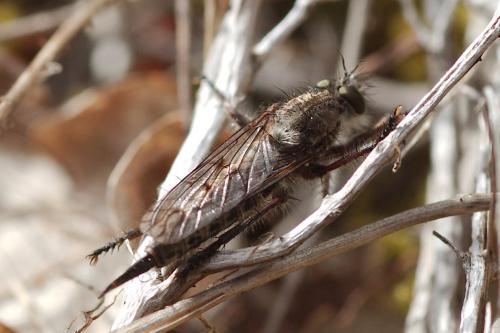 Erax sp.