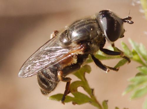 Réf. 118 900 : Merodon sp.