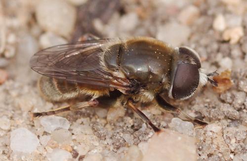 Réf. 118 902 : Merodon sp.