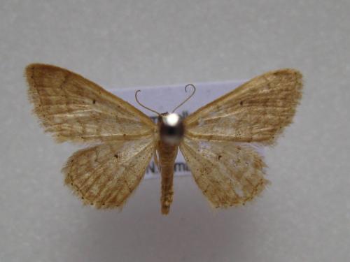 Idaea obsoletaria