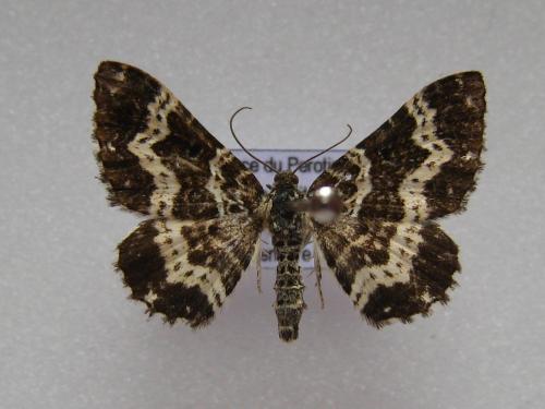 Réf. 118 872 : Epirrhoe tristata