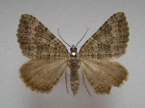 Scotopteryx octodurensis