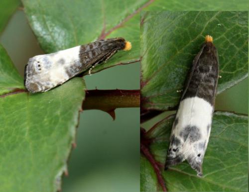 Notocelia cynosbatella