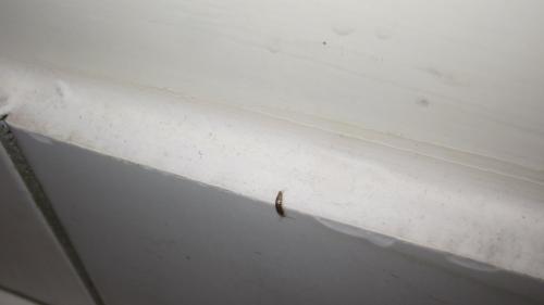 Lepisma saccharina