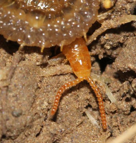 Henia vesuviana