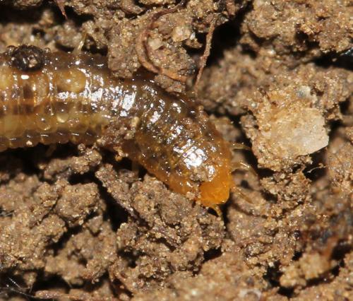 Réf. 118 114 : Henia vesuviana