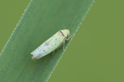 Réf. 118 480 : Balclutha punctata