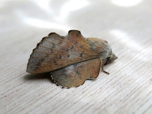 Phyllodesma sp.