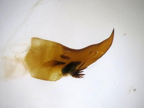 Réf. 118 662 : Phyllodesma sp.