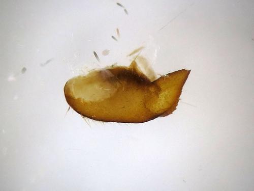 Phyllodesma sp.