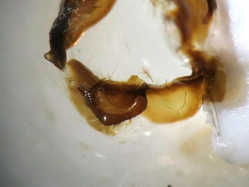 Phyllodesma sp.