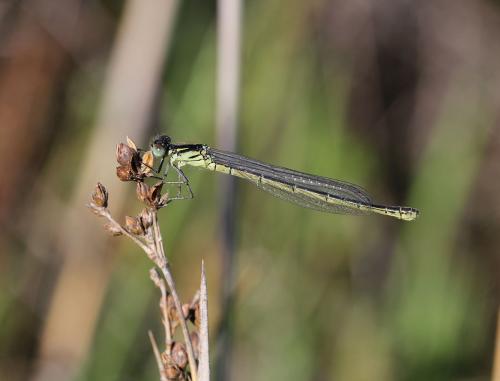 Réf. 118 271 : Erythromma viridulum