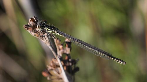 Réf. 118 272 : Erythromma viridulum