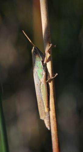Tropidopola cylindrica cylindrica