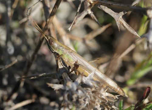 Tropidopola cylindrica cylindrica